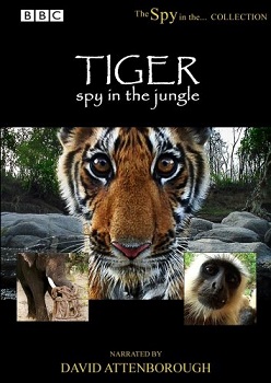 Тигр Шпион джунглей