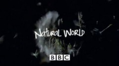 BBC Мир Природы