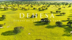 Дехеса: лес пиренейской рыси
