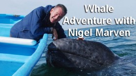 Вслед за китами с Найджелом Марвином