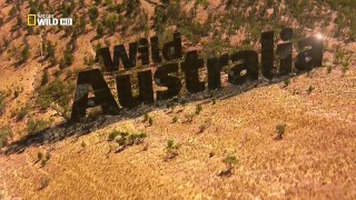 Дикая Австралия 4 Лес Коал (2014) HD