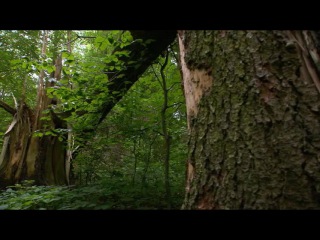 Дикая природа Германии  Леса Тюрингии - зеленое сердце Германии