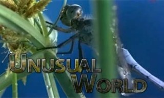Школа выживания в мире насекомых 2 Три жизни в одной