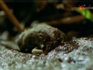 BBC Наедине с природой 63 Гражданин тростниковая жаба