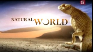 BBC Мир природы. Кошки / The Natural World. The Cat Connetion (2002)