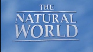 BBC Мир природы. Маршруты песочника / The Natural World. Untangling the knot (2008)
