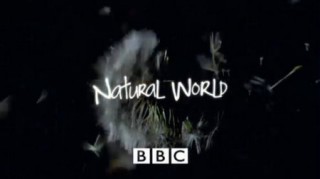 BBC Мир природы. Андские медведи – призраки леса / The Natural World. Spectacled Bears - Shadows of the Forest (2007)