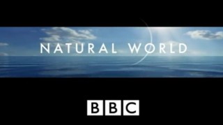 BBC Мир природы Обезьяны / The Natural World