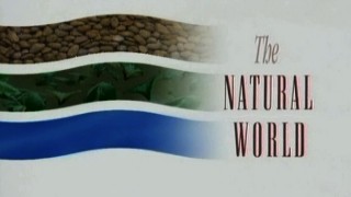 BBC Мир природы Удивительные Хобби / The Natural World.