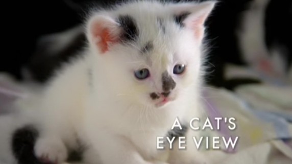 BBC Кошачьи тайны: С точки зрения кошек / Cats uncovered: A Cat's eye view (2014)