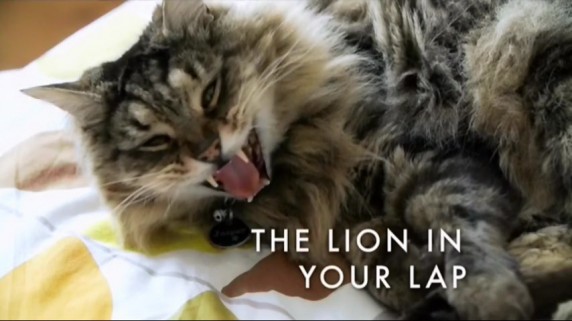 BBC Кошачьи тайны: Лев у вас на коленях / Cats uncovered: The Lion in Your Lap (2014)