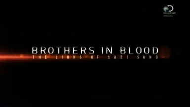 Прирожденные короли / Brothers in Blood: The Lions of Sabi Sand (2015) Discovery
