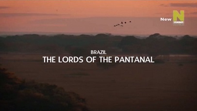 Животный инстинкт 3 сезон 2 серия. Бразилия: ягуары хозяева Пантанала / Wild Instinct (2016)