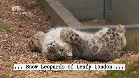 Снежный барс в зелёном Лондоне 2 серия / Snow Leopards of Leafy London (2013)