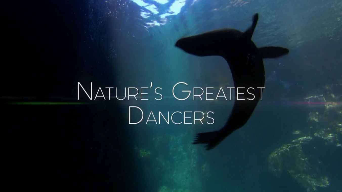 Танцы дикой природы 1 серия. Танец любви / Nature's Greatest Dancers (2015)