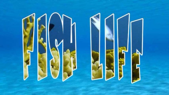 Жизнь под водой 11 серия. Ночная жизнь / Fish Life (2009)