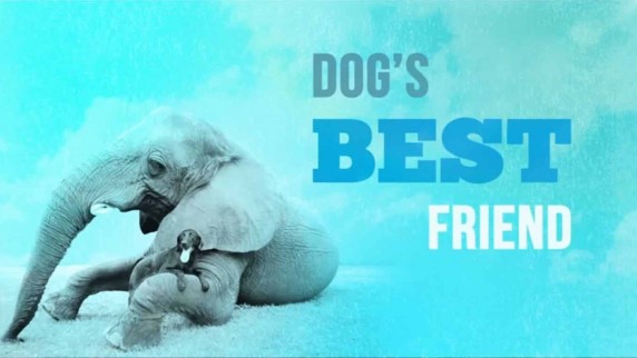Лучшие друзья собаки: 10 серия. Хонда и Матео. Жулик Билл и Малыши / Dogs Best Friend (2014)