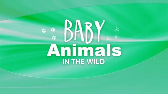 Детеныши в дикой природе: 11 серия. Пустынные детеныши - утро / Baby animals in the wild (2015)