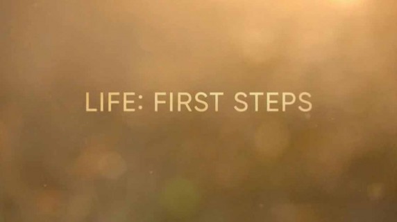 Жизнь: первые шаги 1 серия. Дети-одиночки / Life: First Steps (2018)