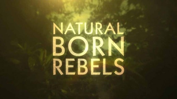 Прирождённые бунтари 1 серия. Брачные игры / Natural Born Rebels (2018)