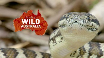 Тайны дикой природы Австралии 5 серия. Сумчатые малютки / Secrets of Wild Australia (2016)