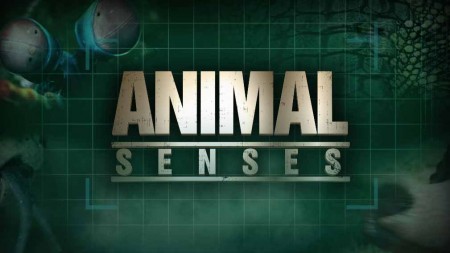 Чувства животных 2 серия. Осязание / Animal Senses (2017)