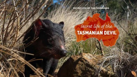 Тайная жизнь тасманийского дьявола 01 серия. Знакомство с дьяволами / Secret Life of the Tasmanian Devil (2016)