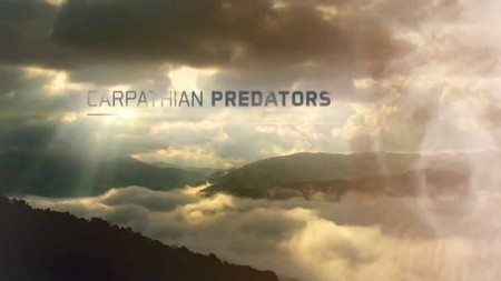 Карпатские хищники 02 серия. Царство волка / Carpathian Predators (2019)