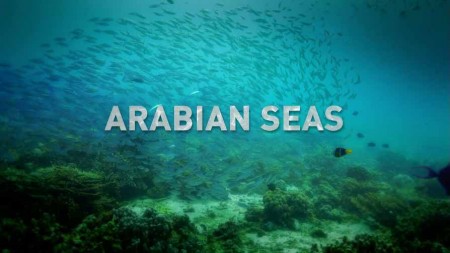 Моря Аравийского полуострова 1 серия. Хищники кораллового сада / Arabian Seas (2018)