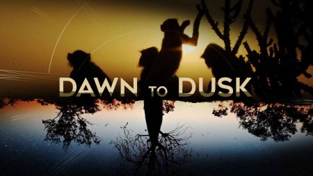 От рассвета до заката 7 серия. Мадагаскар: ящерицы и лемуры / Dawn To Dusk (2020) 4K