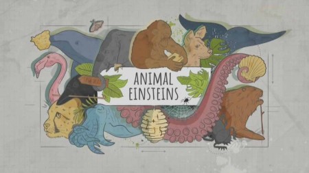 Эйнштейны от природы 5 серия. Обманщики (Мошенники) / Animal Einsteins (2021)