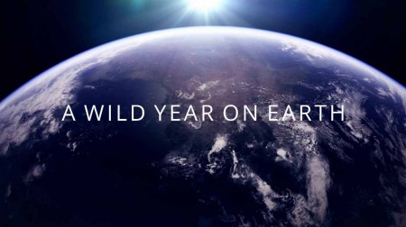Дикий год на Земле 4 серия. Июль и август - время миграции / A Wild Year on Earth (2020)