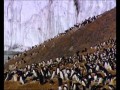 Антарктида  Млекопитающие