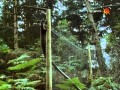 BBC Лесная куница Дух лесов