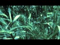 Liburnae - Tristeria / New Age Music HD 1080p Video