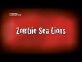 Морские Львы Зомби HD1080p