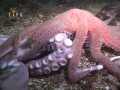 Тайны океана Гиганский Осминог