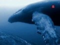 Горбатые киты  Жизнь клана