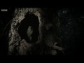 BBC Сокрытые Миры 02 Таинственные леса (2014) HD