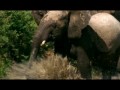 BBC Слоны кочевники
