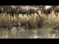 Удивительная Африка / Amazing Africa (2013)