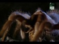 Тарантул Австралийский король пауков / Tarantula Australia's King of Spiders (2004)
