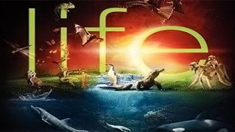 BBC Жизнь / BBC Life 08. Жизнь в морских глубинах (2009)