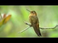 Жизнь колибри. Волшебство в воздухе HD