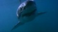 BBC: Акулы 1 В компании акул