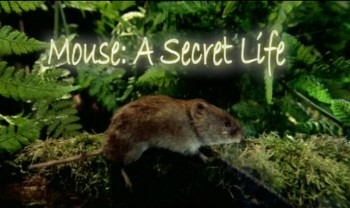 Тайная жизнь мышей / Mouse: A Secret Life (2007)