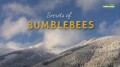 Секреты шмелей / Secrets of bumblebees  (2013) HD