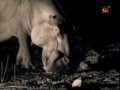 BBC Наедине с природой 28 Бегемоты без воды