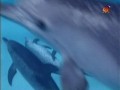 BBC Наедине с природой 41 Глазами дельфина