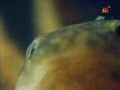 BBC Наедине с природой 47 Бессмертная саламандра